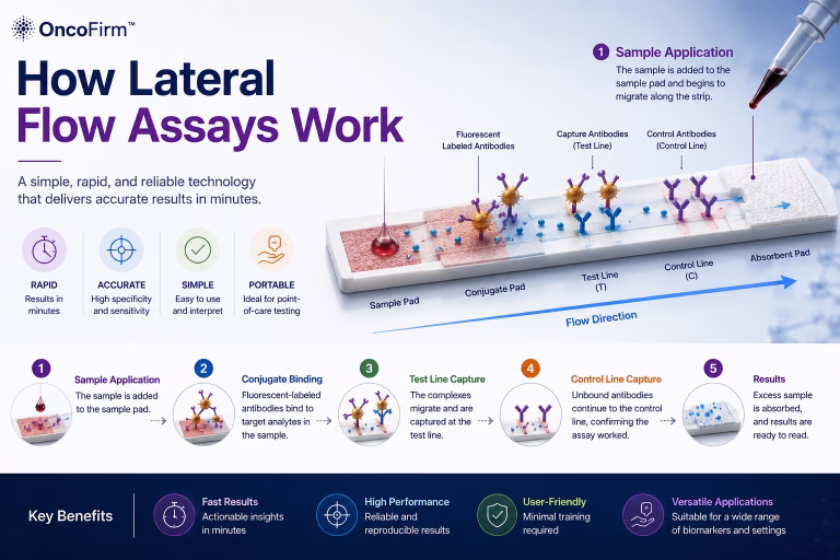 How Lateral Flow Assays Work